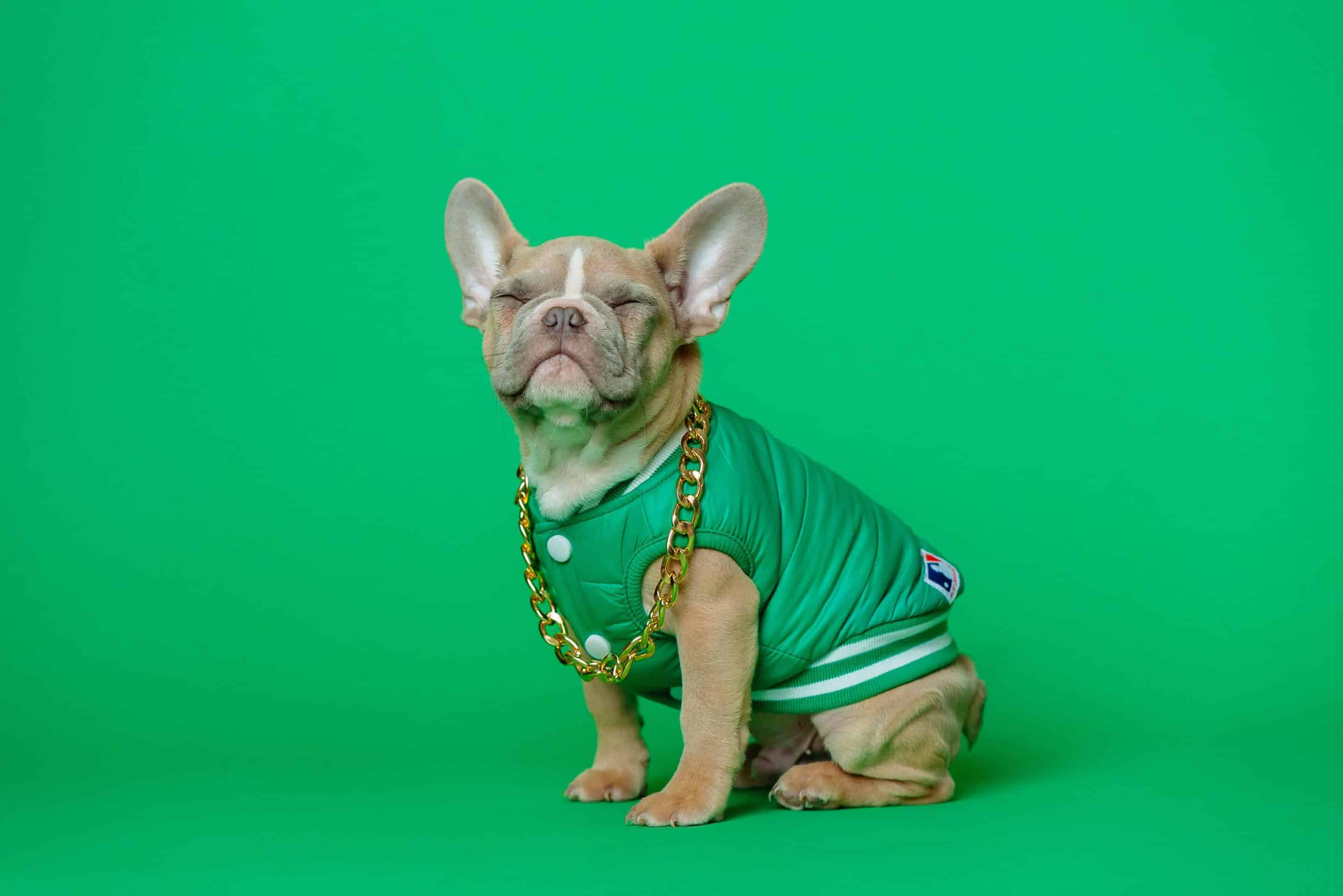cute french bulldog puppy smiling with a chain and green hoodie in front of a green background